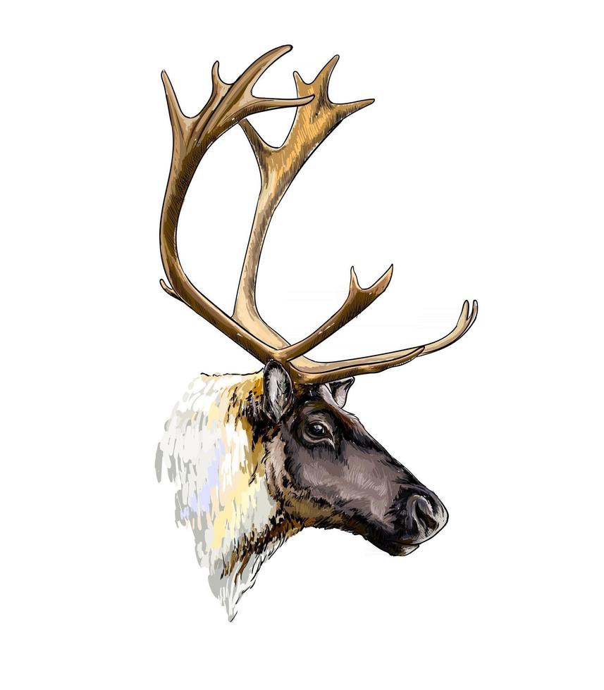 ReinDeer head portrait from a splash of watercolor, colored drawing, realistic. Vector illustration of paints