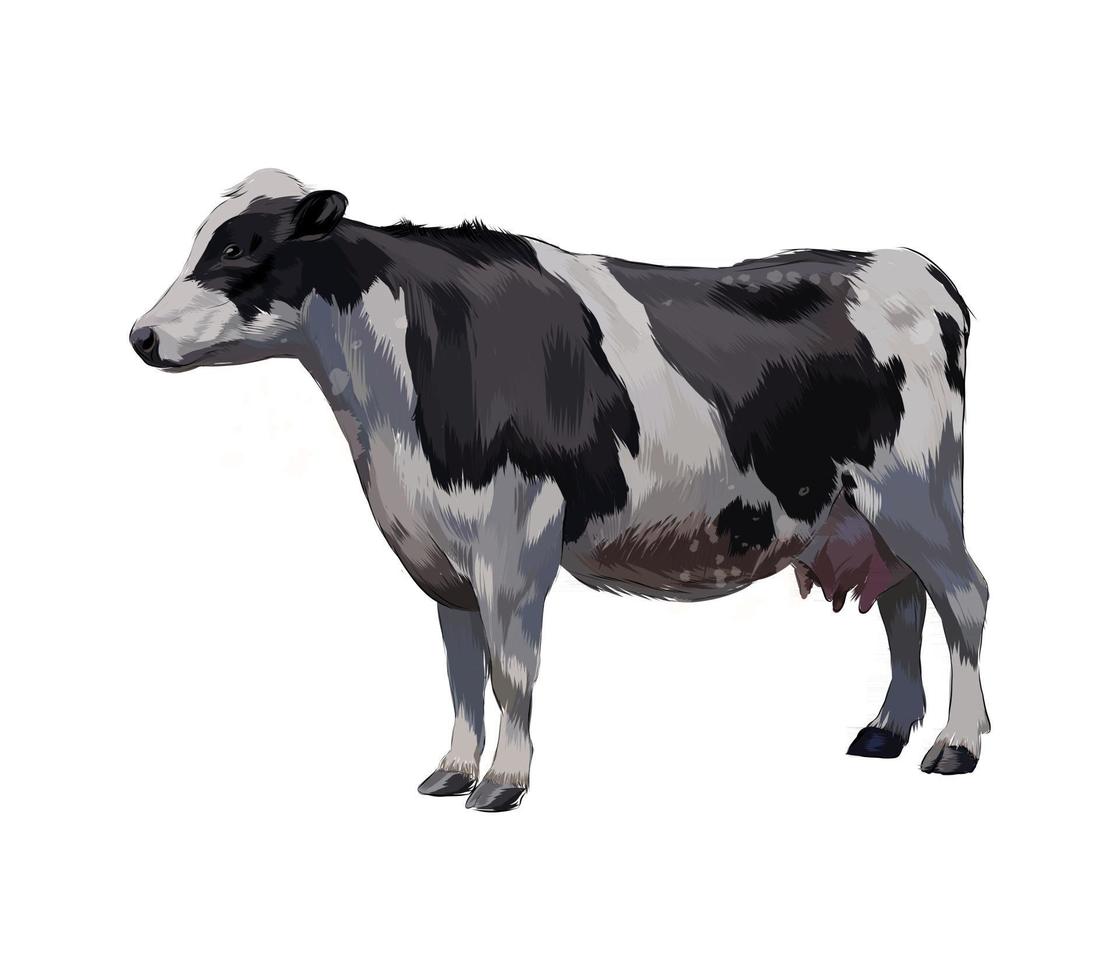 vaca en blanco y negro de un toque de acuarela, dibujo coloreado, realista. ilustración vectorial de pinturas vector