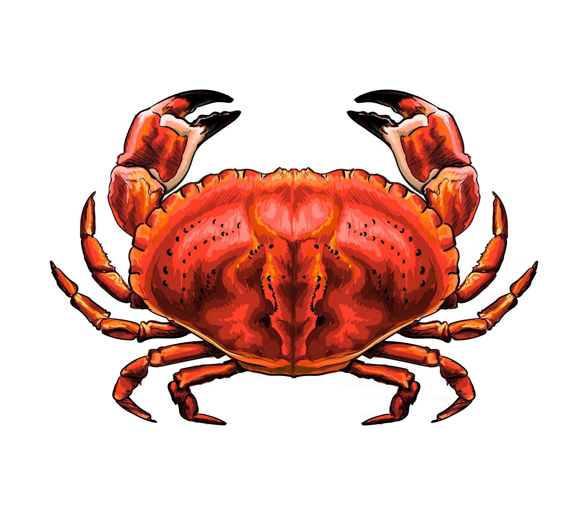 Red crab from a splash of watercolor, colored drawing, realistic