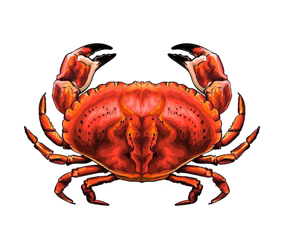 Red crab from a splash of watercolor, colored drawing, realistic. Vector illustration of paints