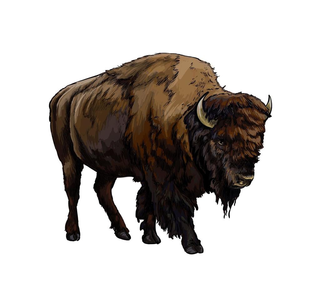 Bison, buffalo from a splash of watercolor, colored drawing, realistic. Vector illustration of paints