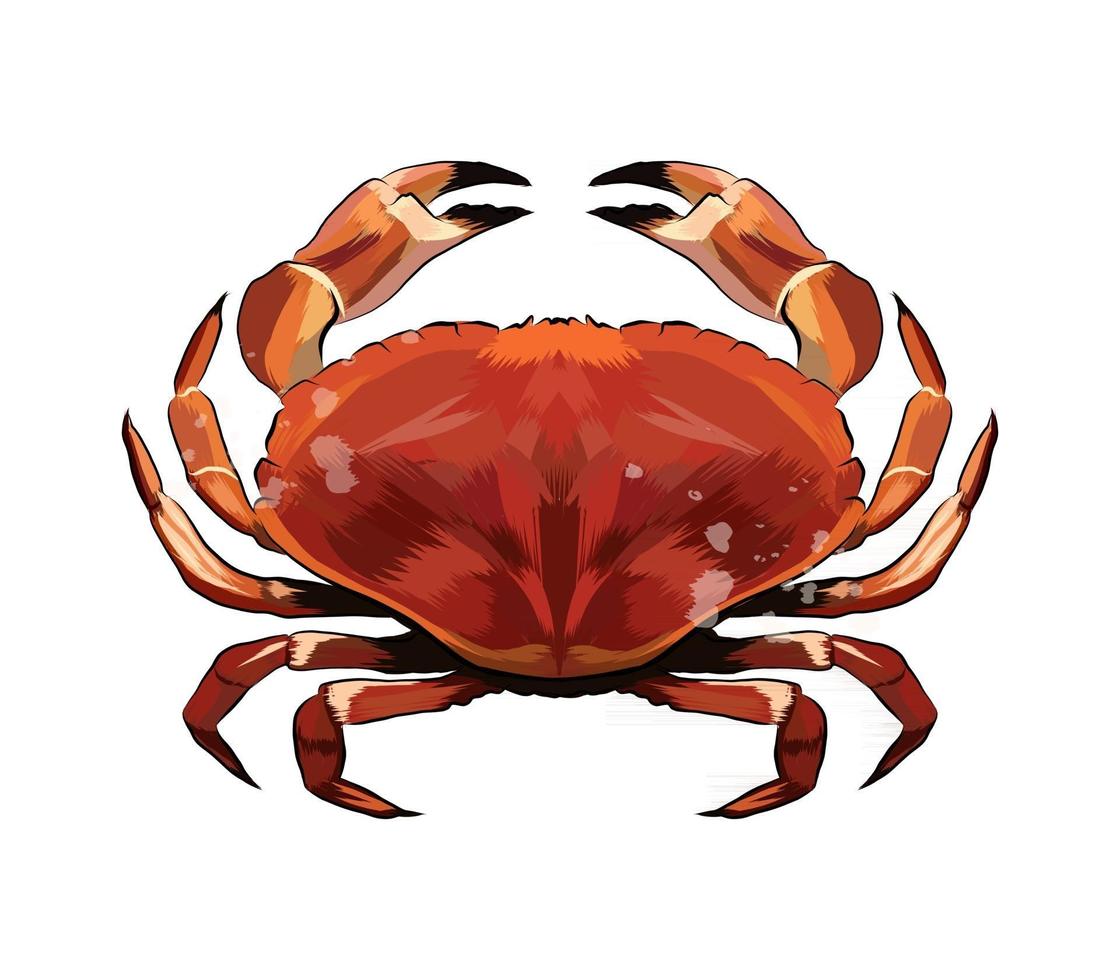 Red crab from a splash of watercolor, colored drawing, realistic