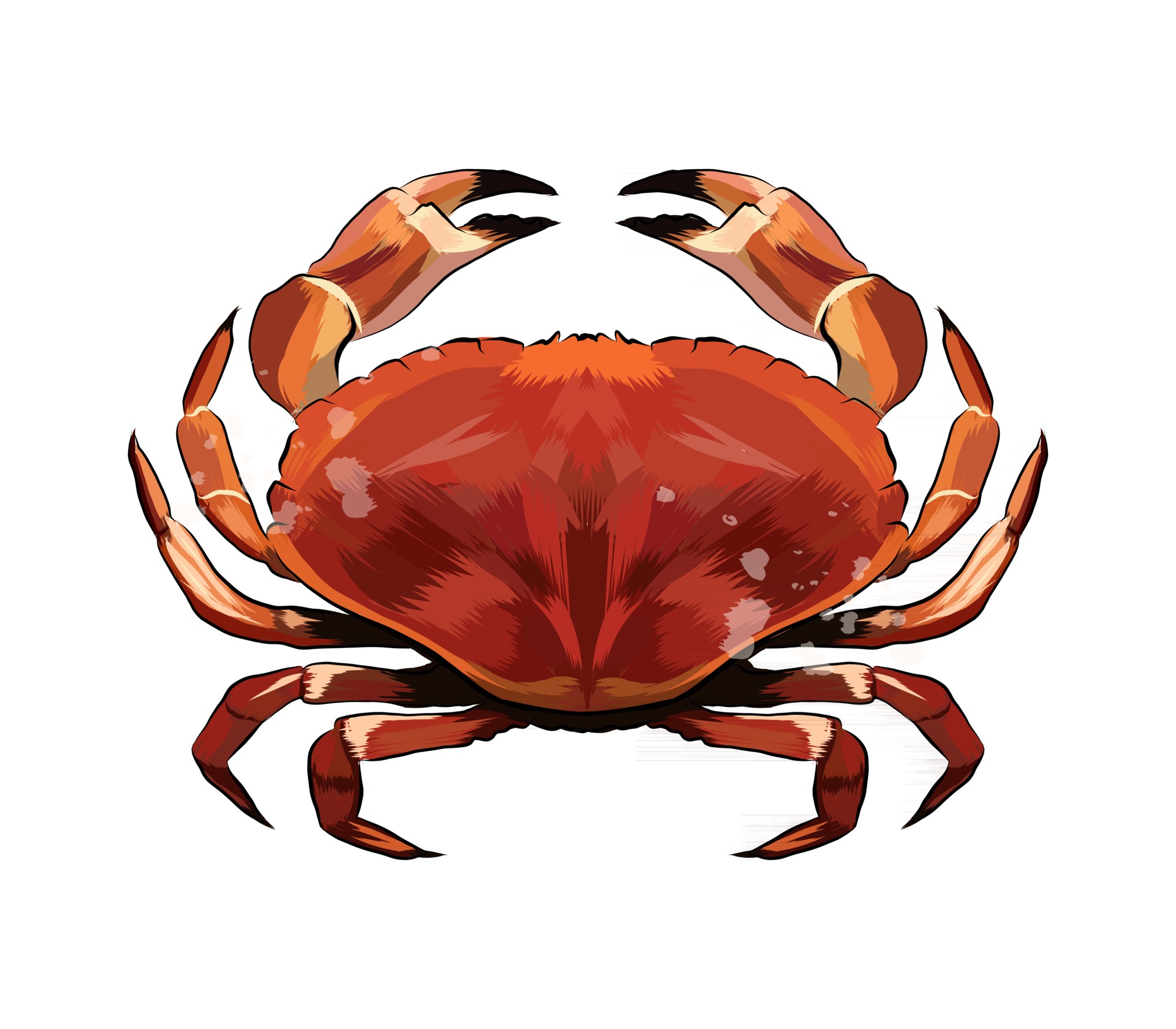 Red crab from a splash of watercolor, colored drawing, realistic