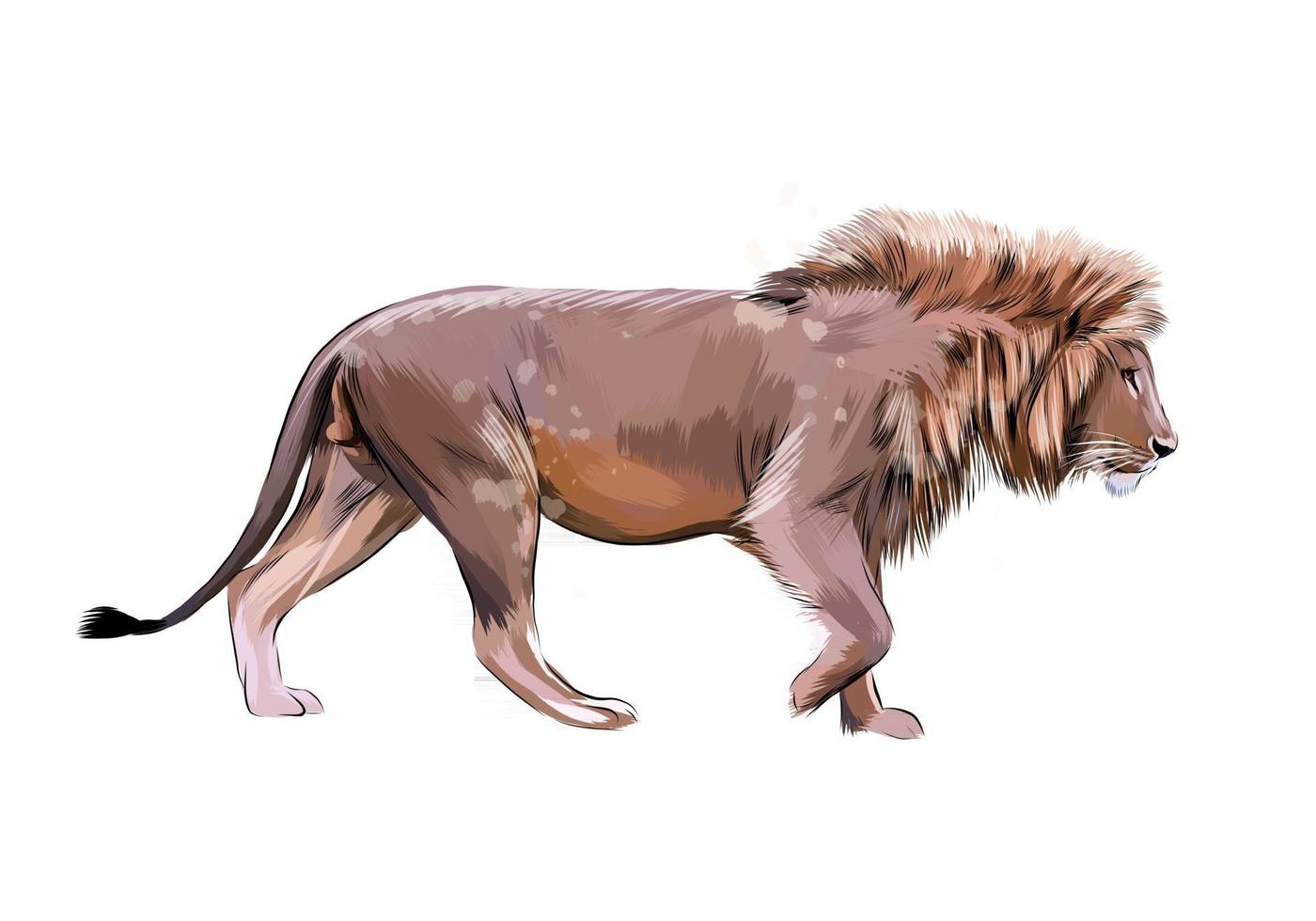 Portrait of a lion from a splash of watercolor, hand drawn sketch. Vector illustration of paints