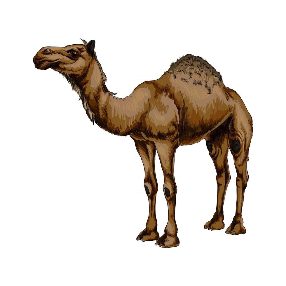 camello árabe de un toque de acuarela, dibujo coloreado, realista. ilustración vectorial de pinturas vector