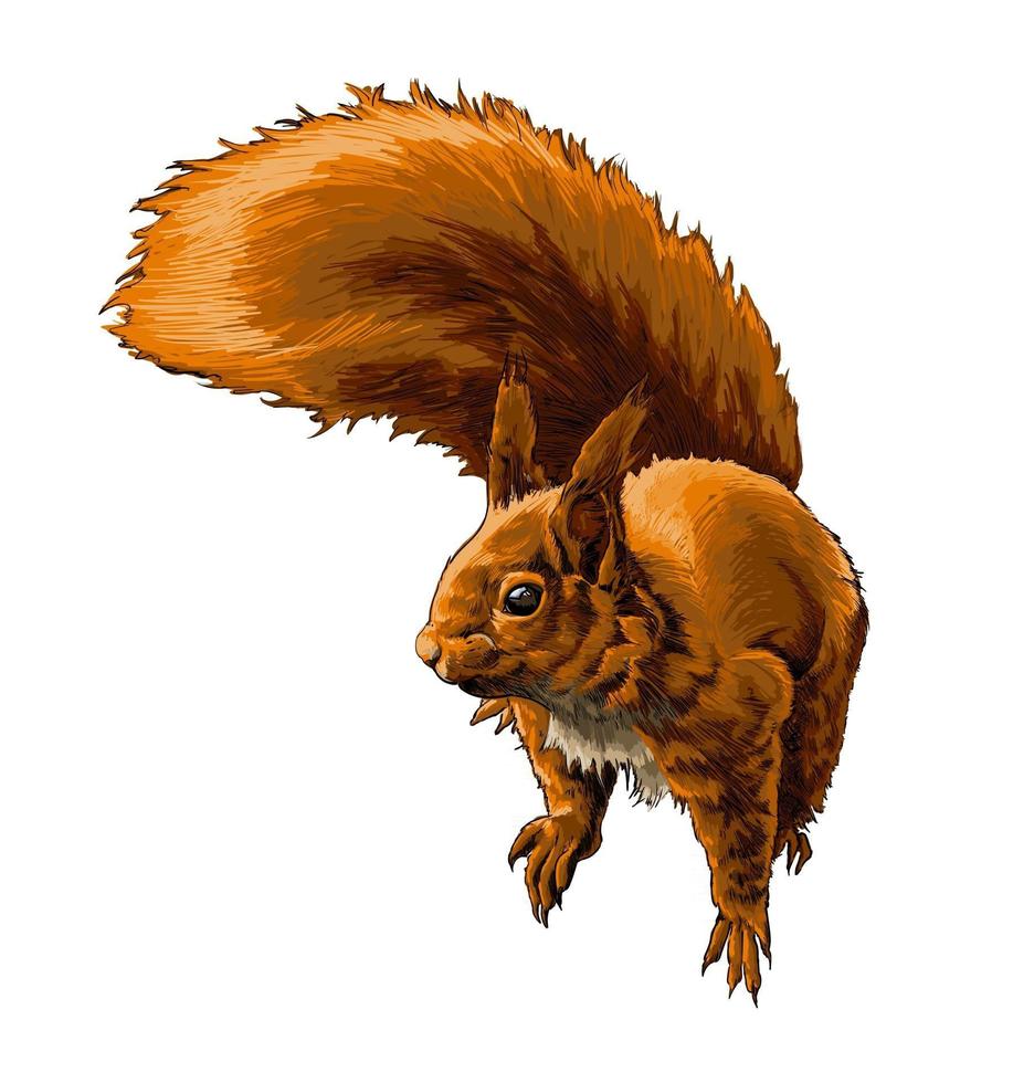 Eurasian red squirrel from a splash of watercolor, colored drawing, realistic. Vector illustration of paints