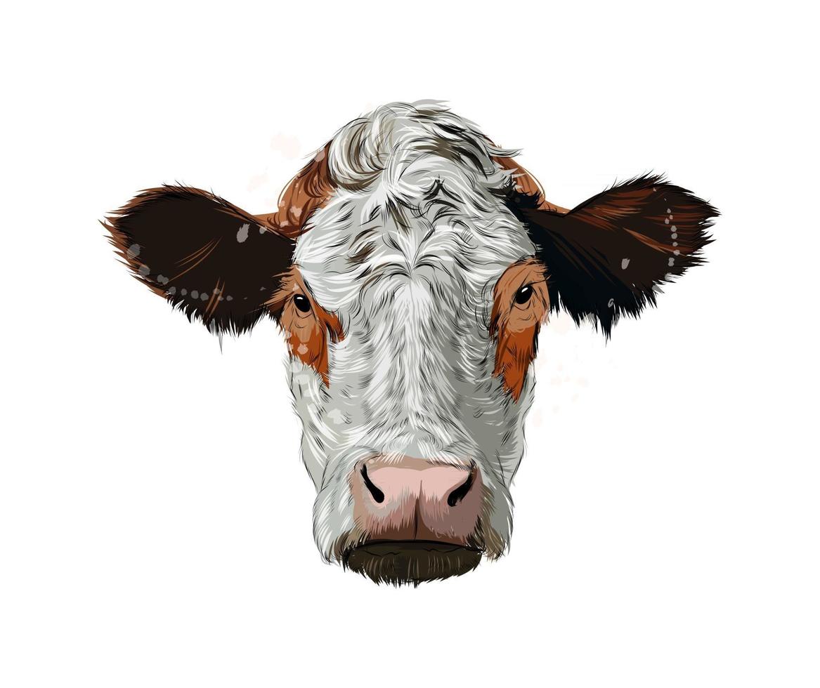 Brown cow head portrait from a splash of watercolor, colored drawing, realistic. Vector illustration of paints