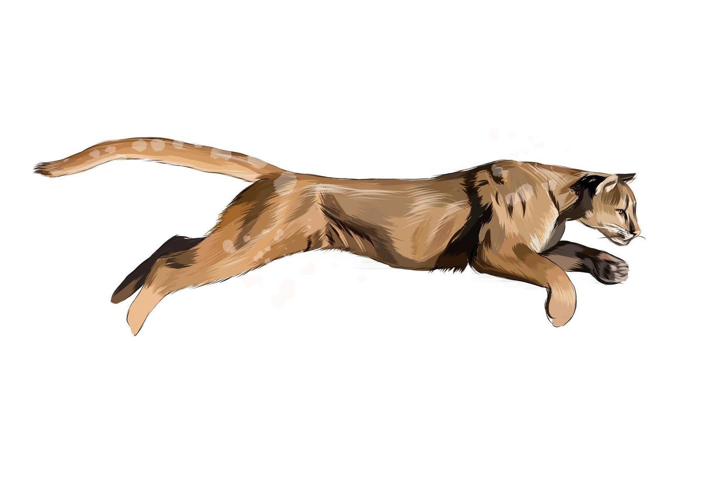 Puma, cougar from a splash of watercolor, colored drawing, realistic. Vector illustration of paints