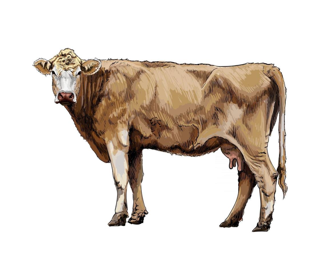 Brown cow from a splash of watercolor, colored drawing, realistic. Vector illustration of paints