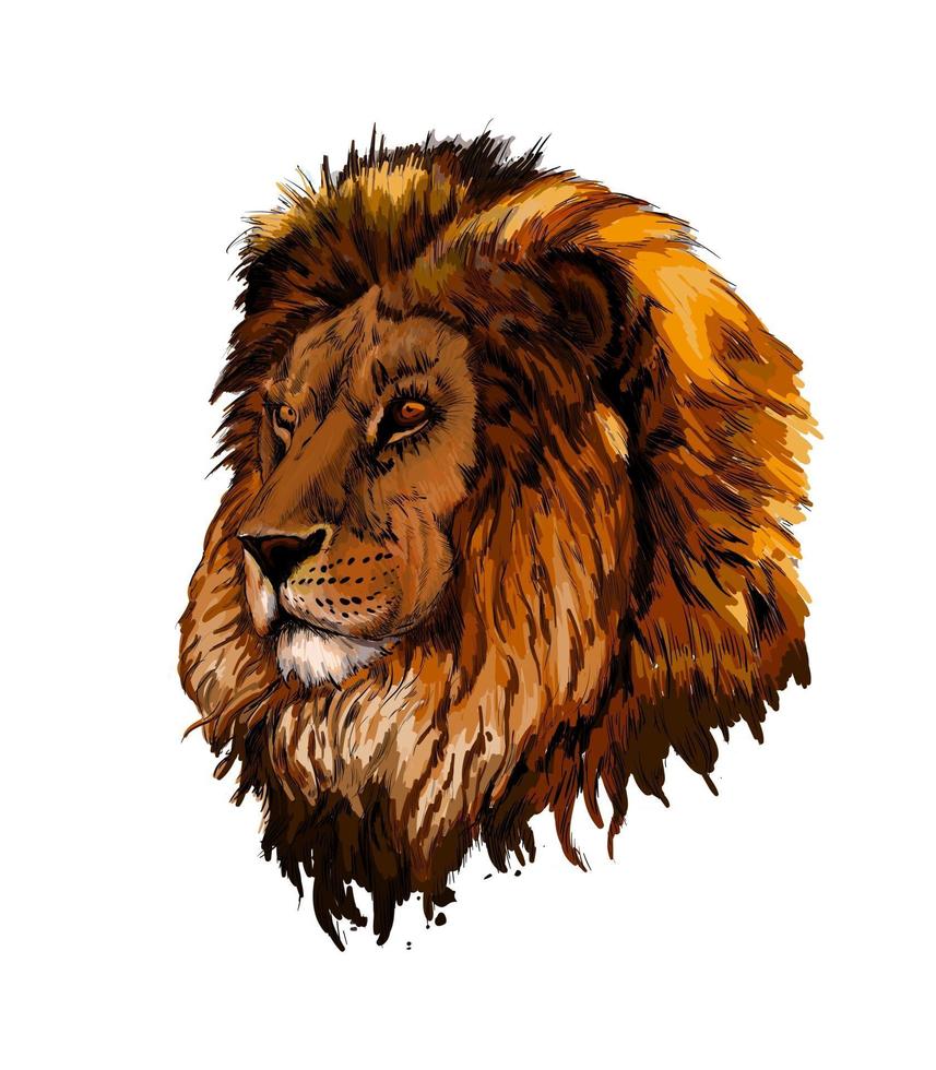 Lion head portrait from a splash of watercolor, colored drawing, realistic. Vector illustration of paints