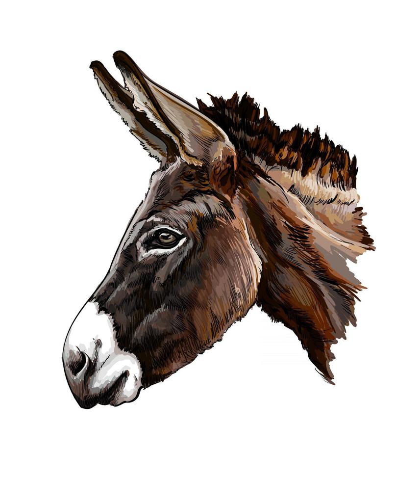 Donkey head portrait from a splash of watercolor, colored drawing, realistic. Vector illustration of paints