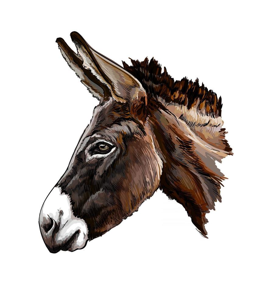 Retrato de cabeza de burro de un toque de acuarela, dibujo coloreado, realista. ilustración vectorial de pinturas vector