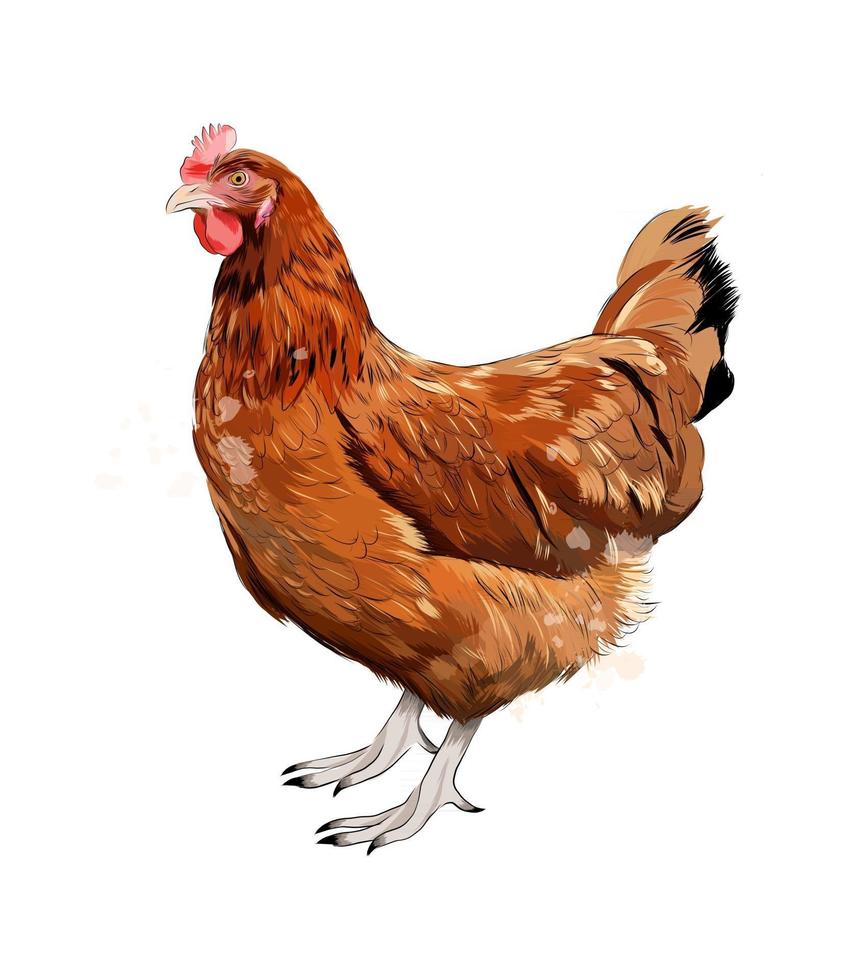 Brown hen, chicken from a splash of watercolor, colored drawing, realistic. Vector illustration of paints