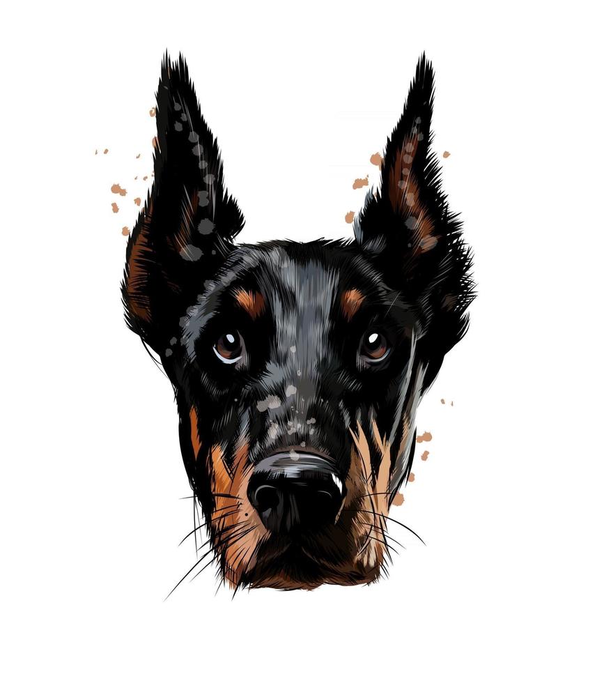 Doberman head portrait from a splash of watercolor, colored drawing, realistic. Vector illustration of paints