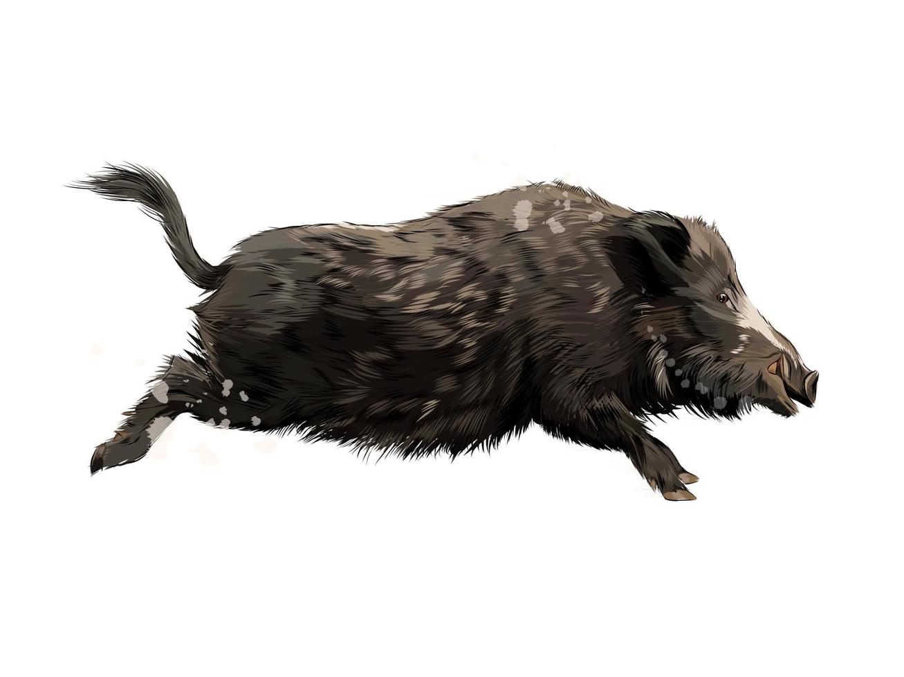 Boar from a splash of watercolor, colored drawing, realistic. Vector illustration of paints