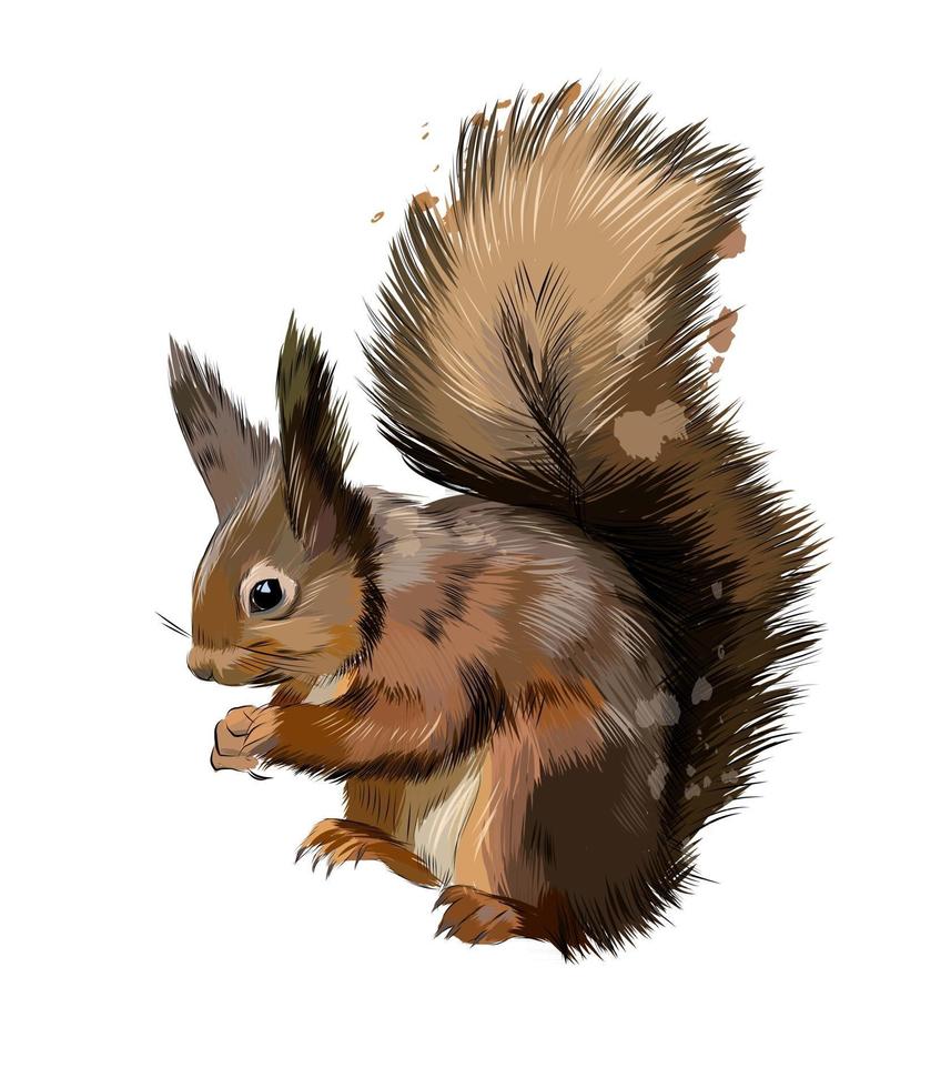 Eurasian red squirrel from a splash of watercolor, colored drawing, realistic. Vector illustration of paints