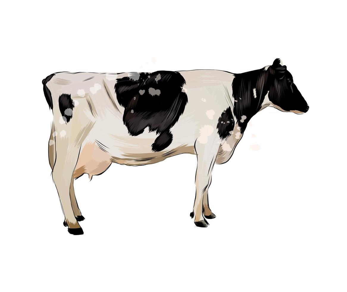 Black and white cow from a splash of watercolor, colored drawing, realistic. Vector illustration of paints