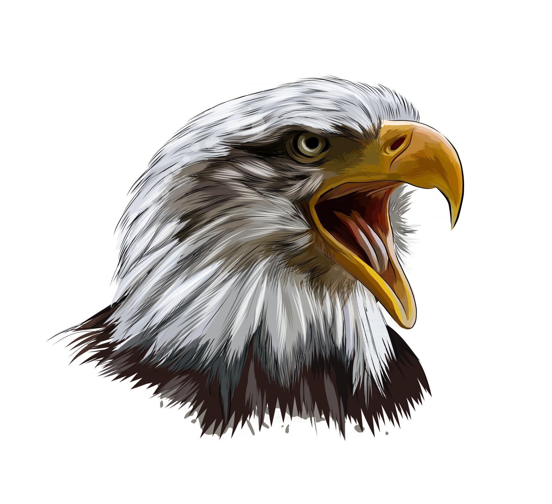 Bald eagle head portrait from a splash of watercolor, colored drawing