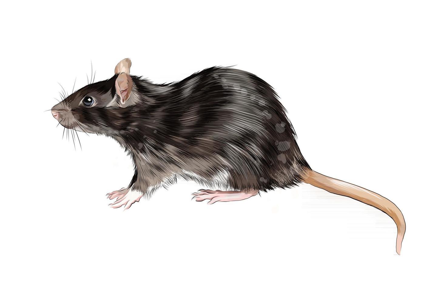 Rat, mouse from a splash of watercolor, colored drawing, realistic. Vector illustration of paints