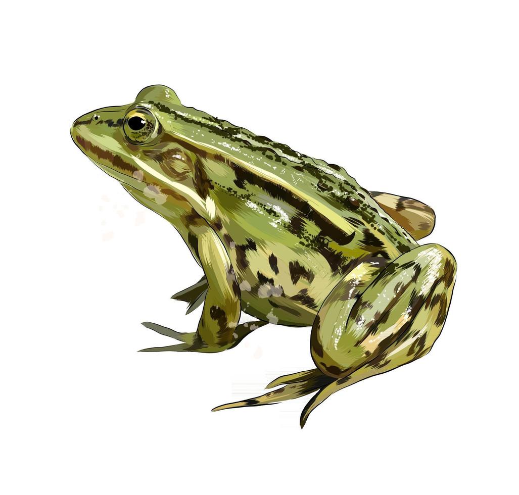Realistic Frog Vector Art, Icons, and Graphics for Free Download