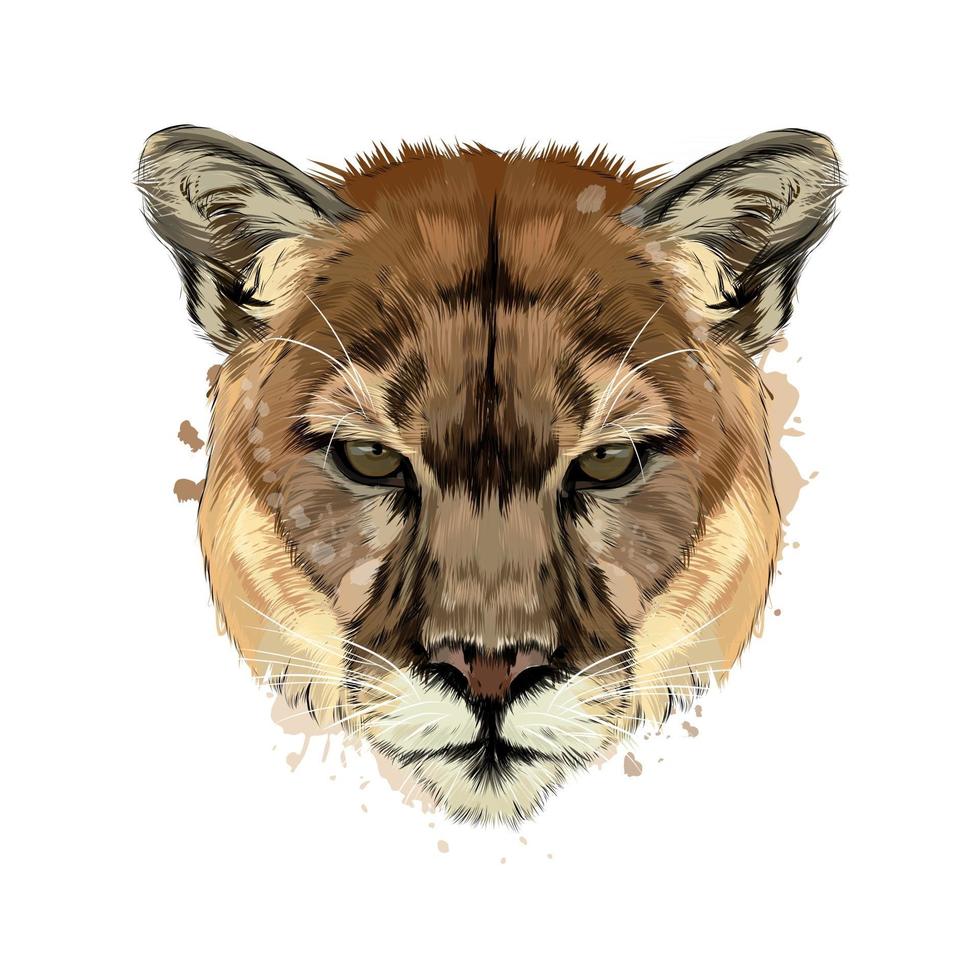 Puma, cougar head portrait from a splash of watercolor, colored drawing, realistic. Vector illustration of paints