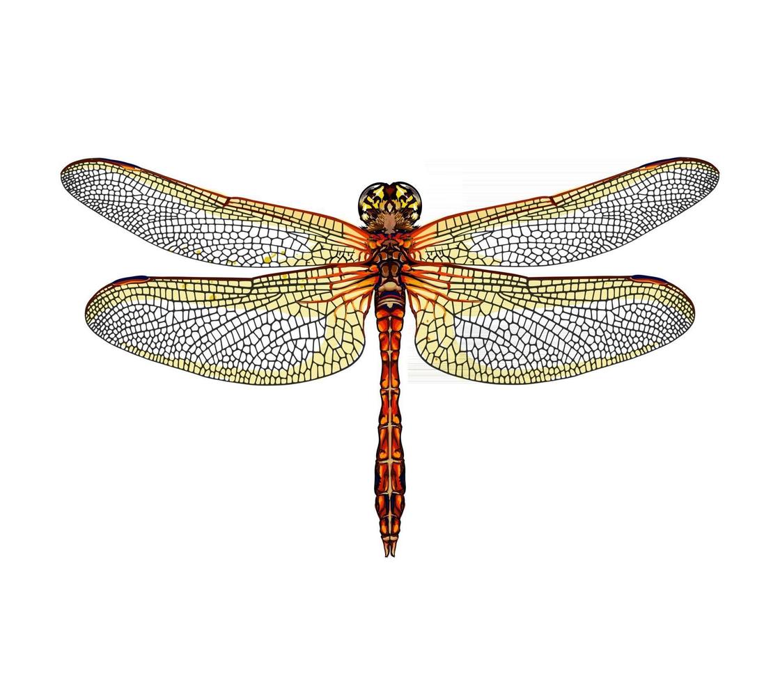 Dragonfly from a splash of watercolor, colored drawing, realistic. Vector illustration of paints