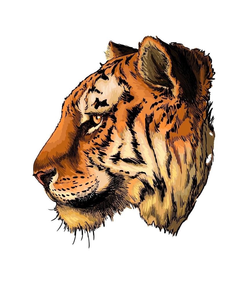 Tiger head portrait from a splash of watercolor, colored drawing, realistic. Vector illustration of paints