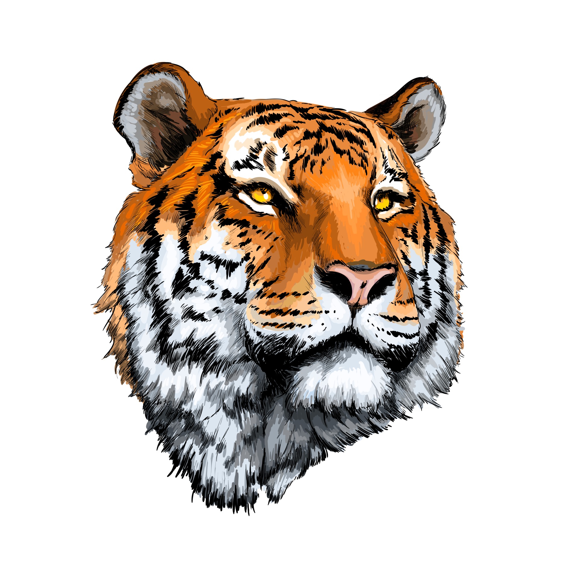 7,610 Tiger Roar Drawing Images, Stock Photos & Vectors | Shutterstock
