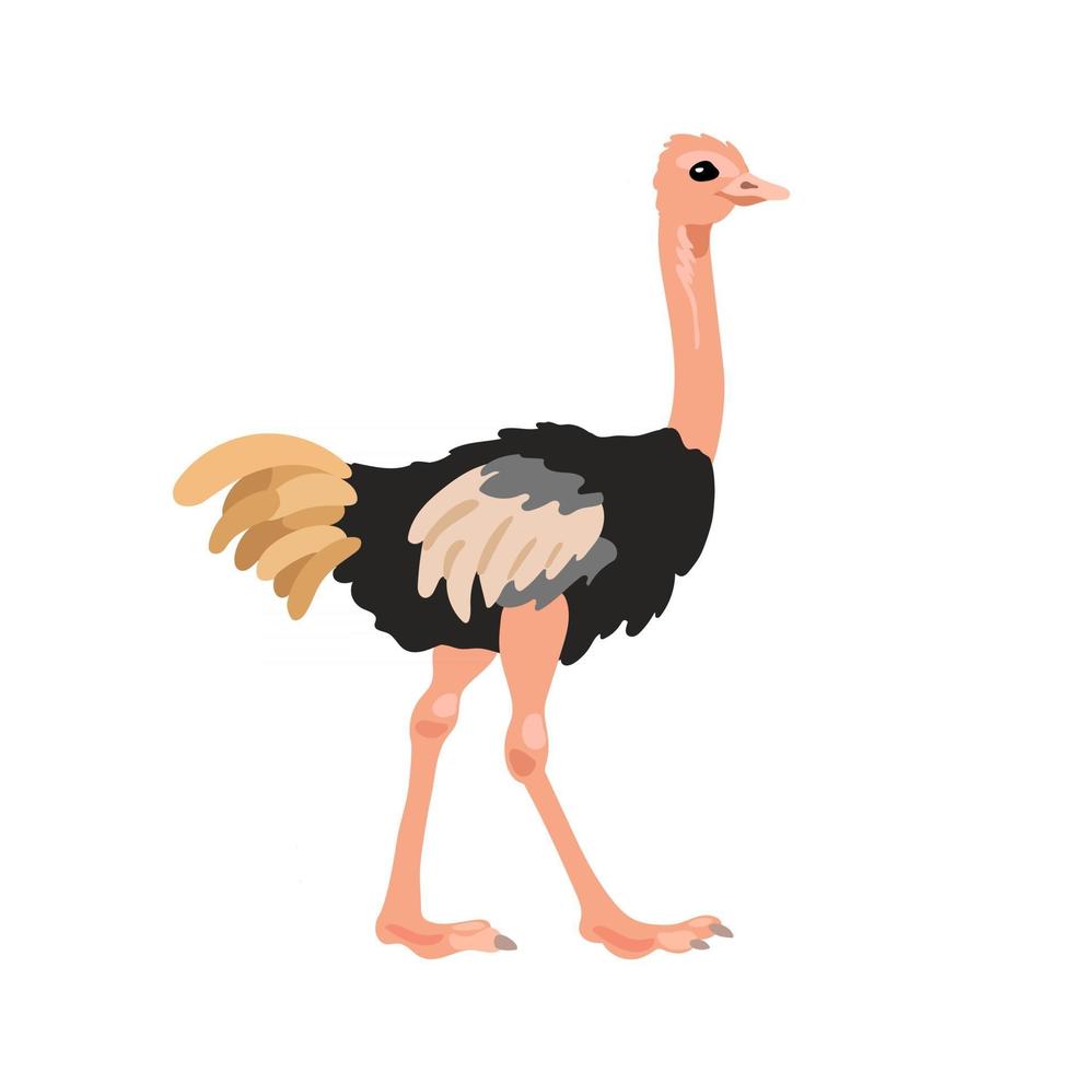Ostrich in flat style isolated on white background. Cartoon ostrich. African animal zoo bird. Vector illustration