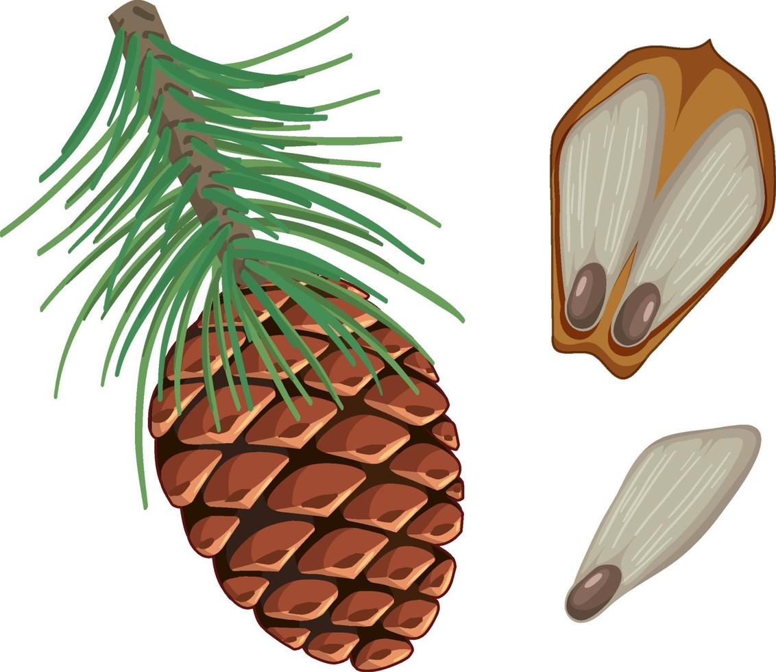 Pinecone with pine needles isolated vector