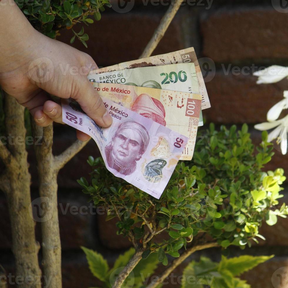 Mano de una mujer sosteniendo billetes mexicanos en un jardín. foto