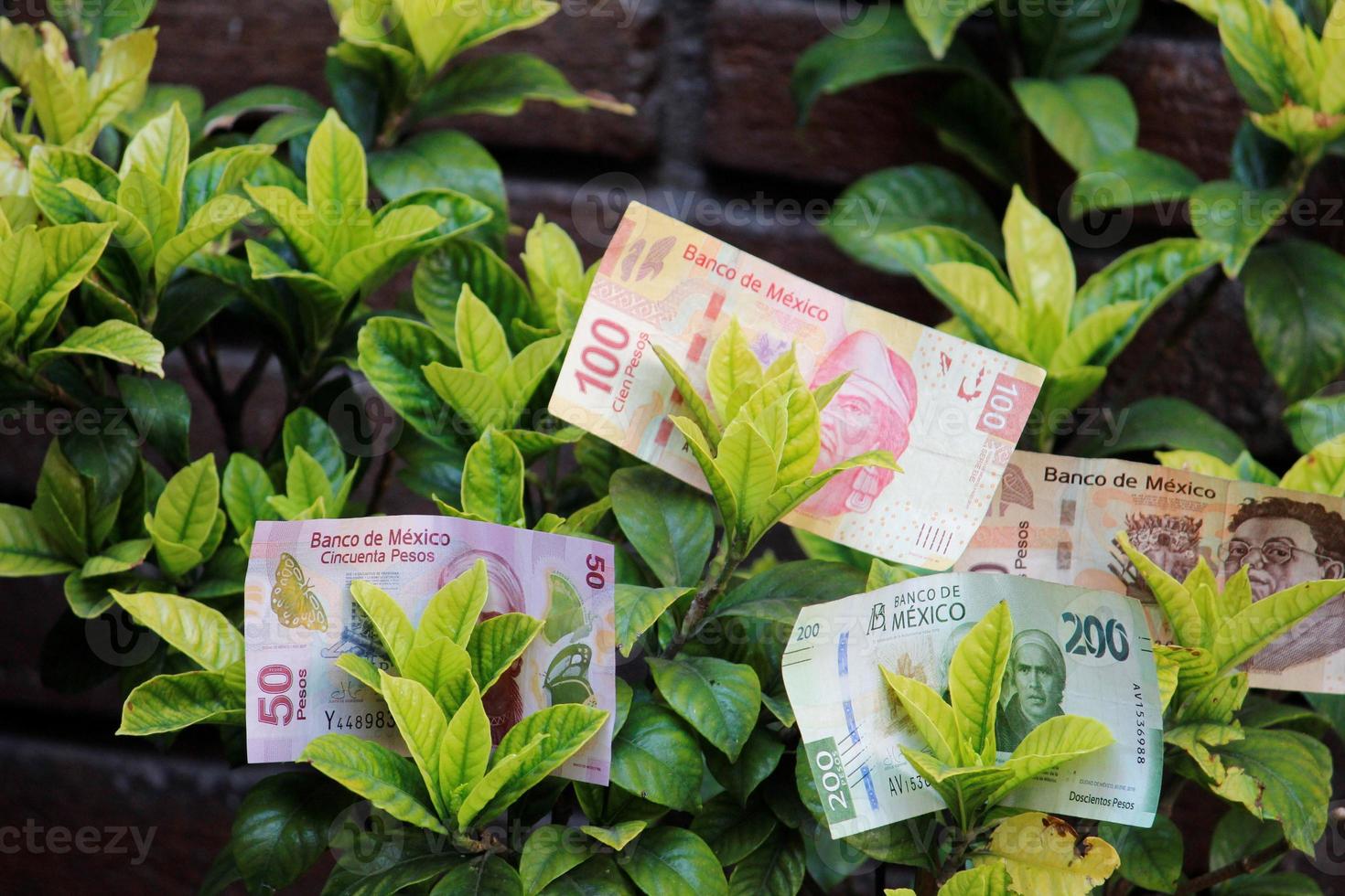 Billetes mexicanos de diferente denominación entre las ramas de un arbusto foto