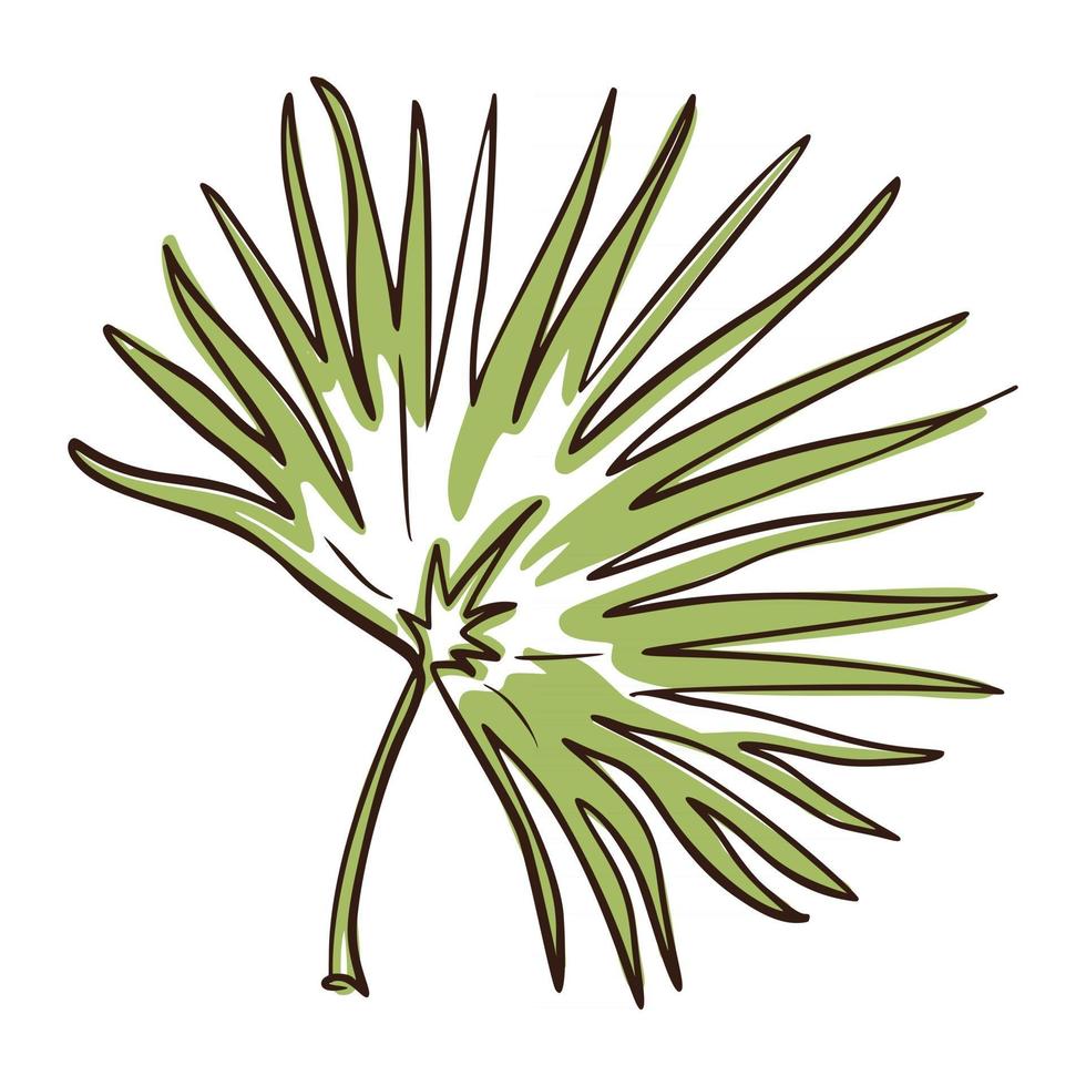 Line art Chamaerops Leaf vector