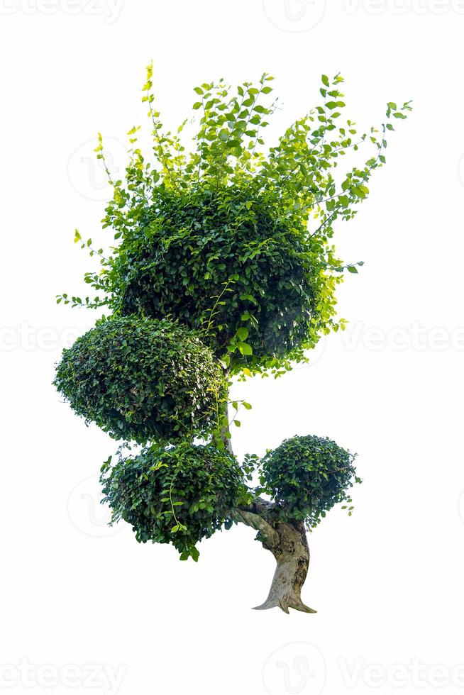 Bonsai tree, green leaves, isolated on a white background Natural objects photo