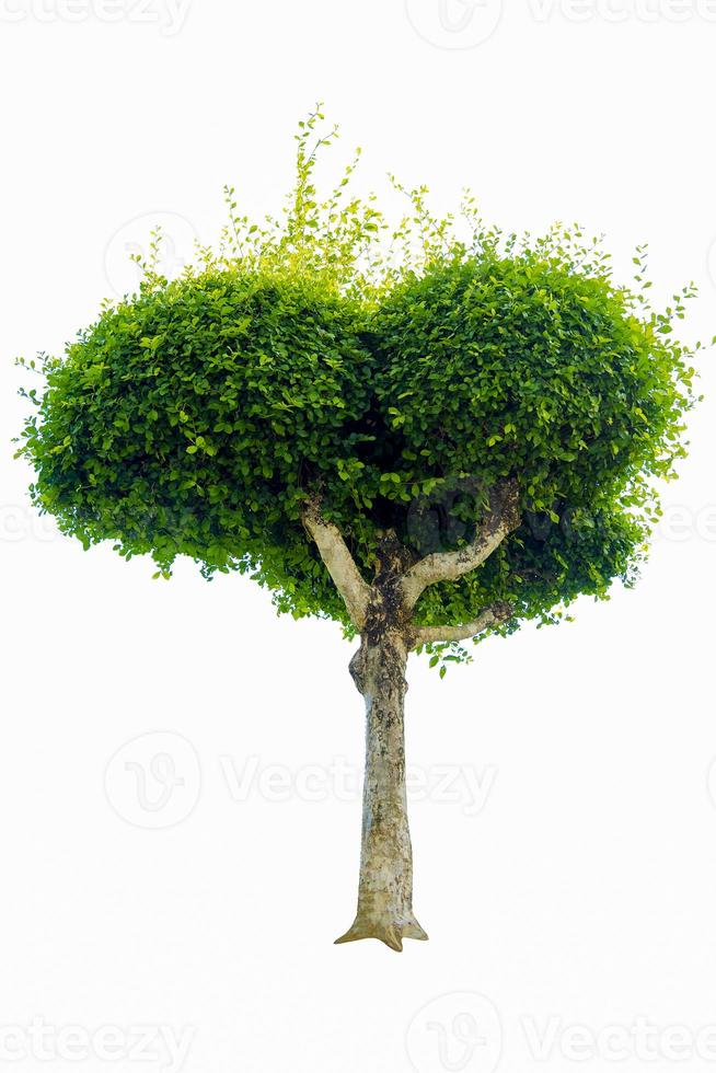 árbol bonsai, hojas verdes, aislado en un fondo blanco objetos naturales foto