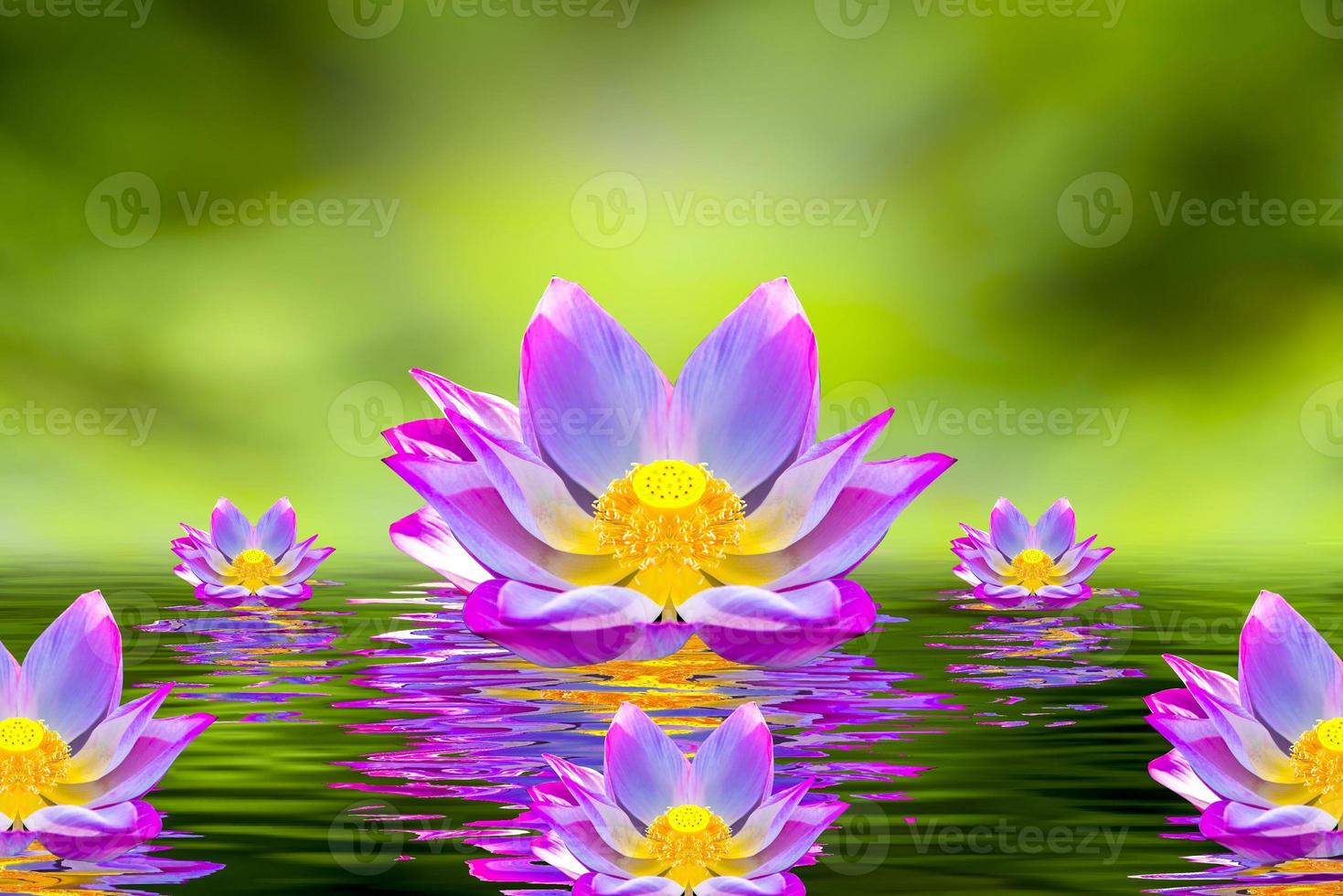 A beautiful pink lotus flower or lotus flower in the pool photo