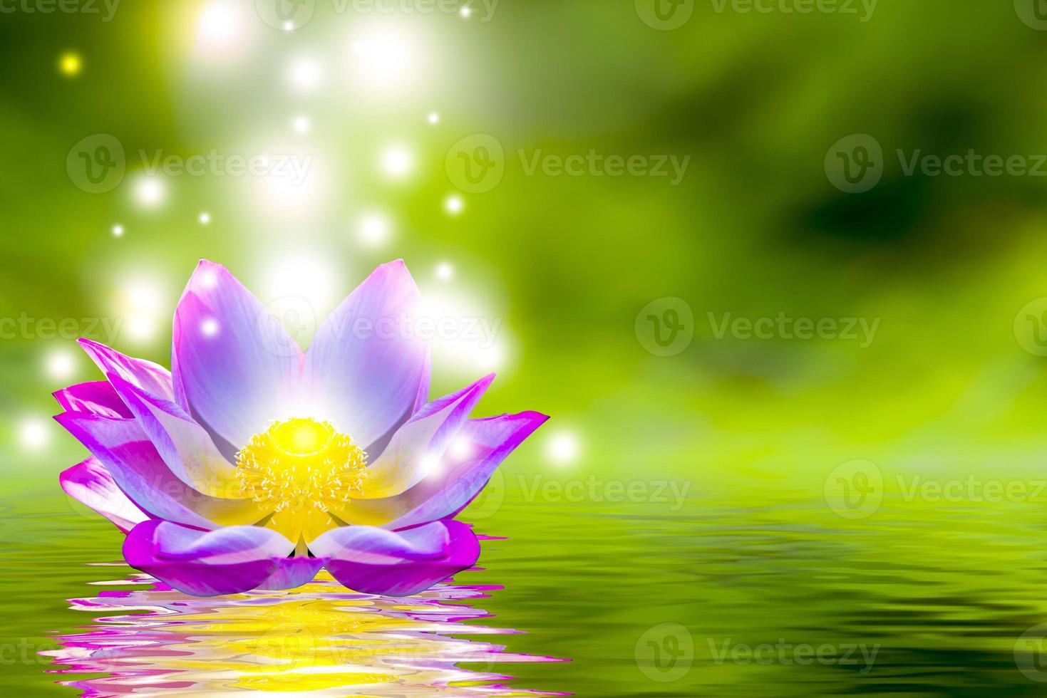una hermosa flor de loto rosa o una flor de loto en la piscina 2737940 Foto de stock en Vecteezy una hermosa flor de loto rosa o una flor de loto en la piscina 2737940 Foto de stock en Vecteezy