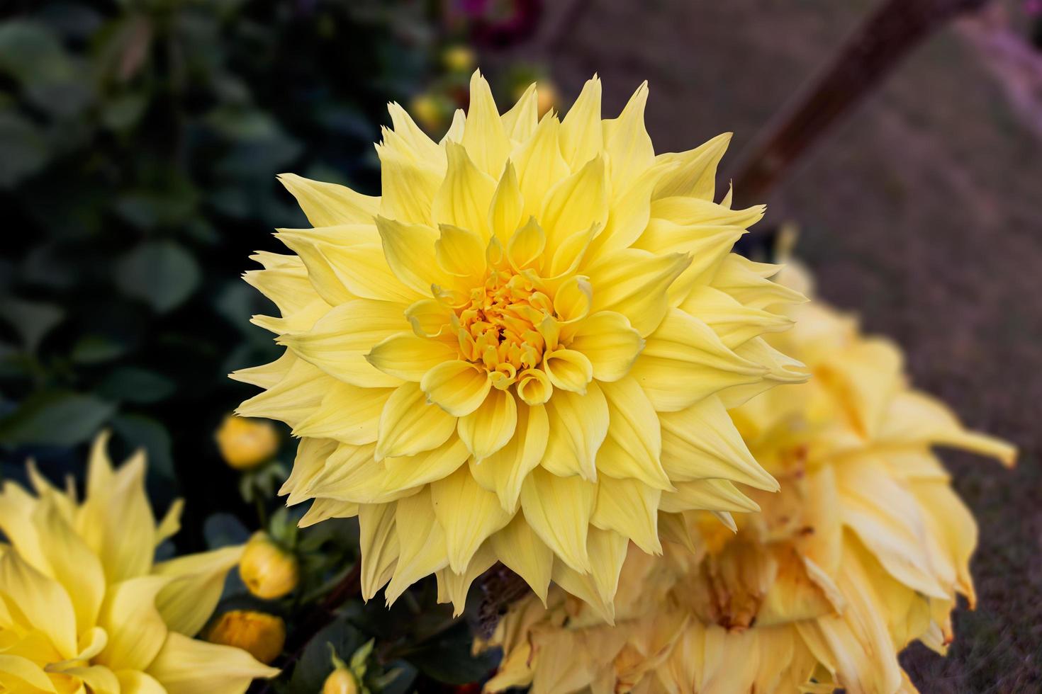 Close-up of a beautiful yellow dahlia flower bloom in the garden. photo