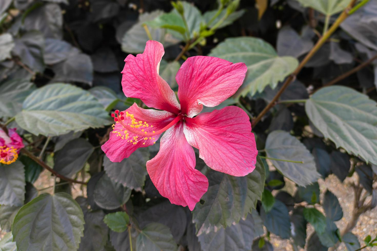 Close-up of a beautiful pink hibiscus flower with green leaves bloom in the garden. photo