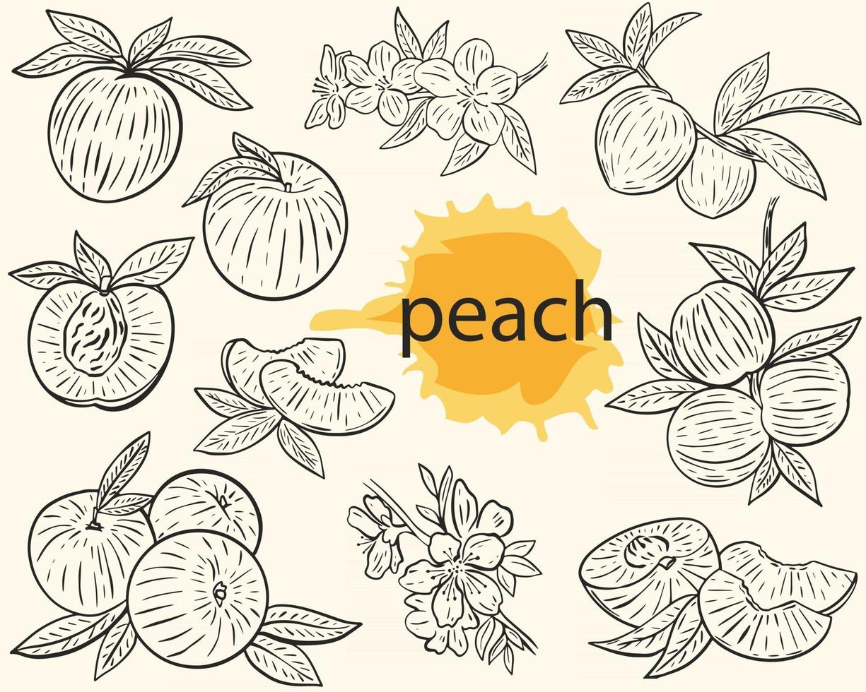 Vector outline peach sketch set