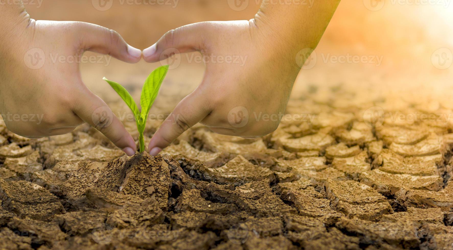 el concepto de restauración ambiental el crecimiento de plántulas en suelo agrietado, suelo agrietado en la estación seca afectado por el calentamiento global provoca el cambio climático, escasez de agua. foto