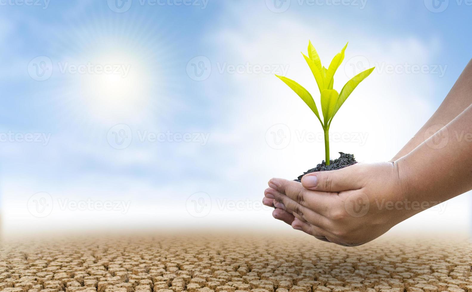 The concept of environmental restoration The growth of seedlings on cracked soil, cracked soil in the dry season affected by global warming causes climate change, water shortages. photo