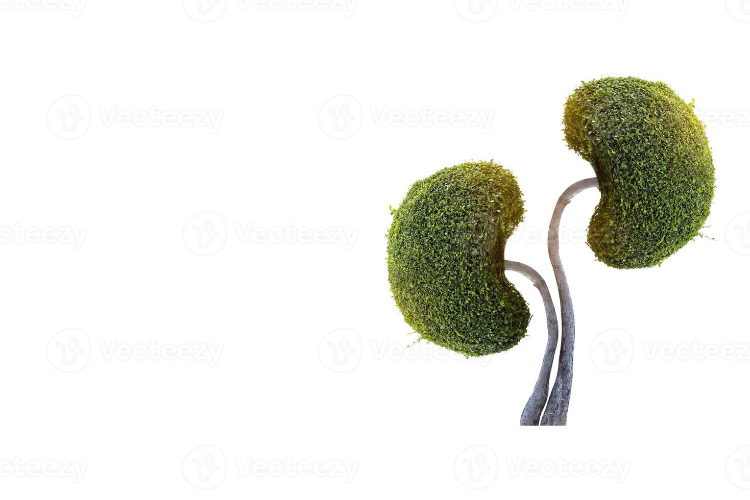 Trees kidneys, 3D environmental and medical concepts photo