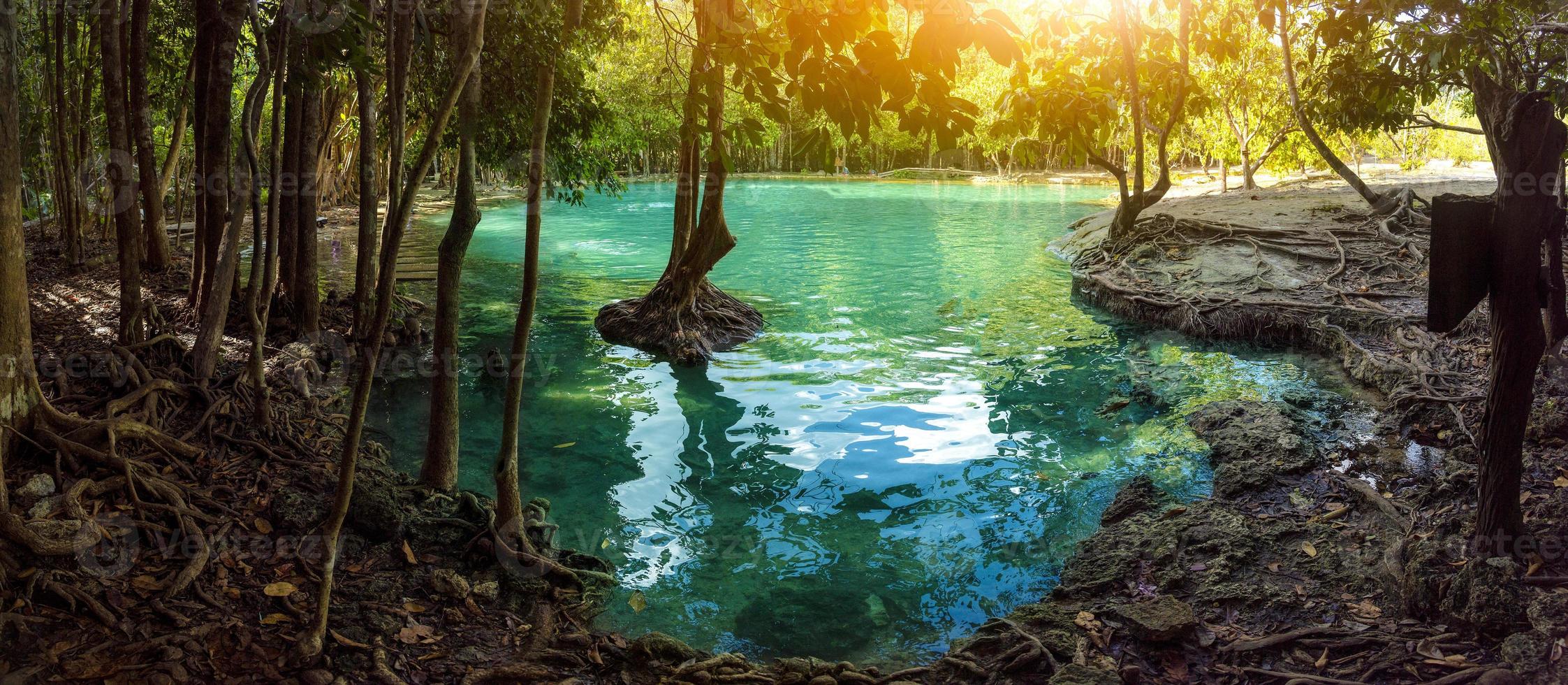 Mangrove forest and clear water canal at Emerald Pool Mangrove mangrove forest in Krabi province of Thailand photo