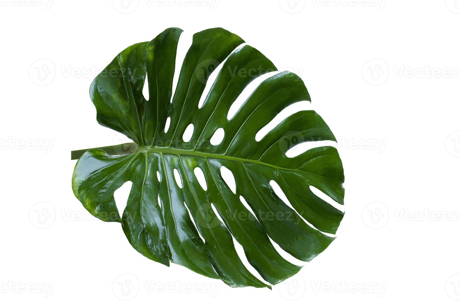 las hojas verdes de monstera en el bosque tropical son plantas de queso suizo separadas sobre un fondo blanco. foto