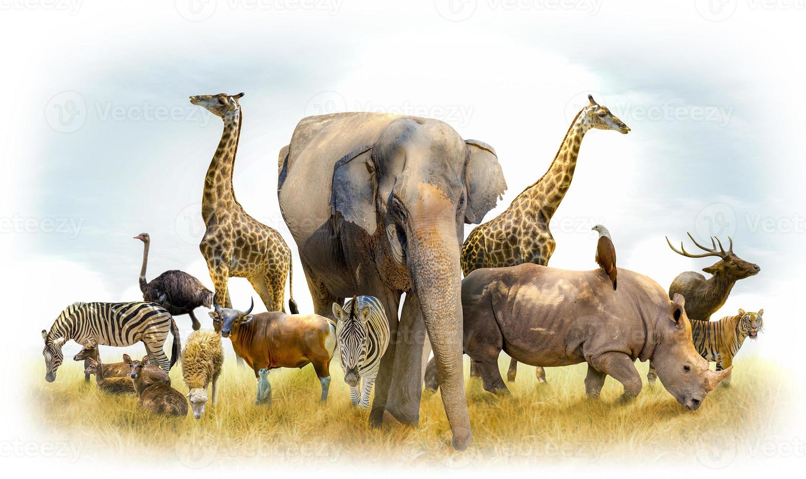 African safari and Asian animals in the theme illustration, filled with many animals, a white border image photo