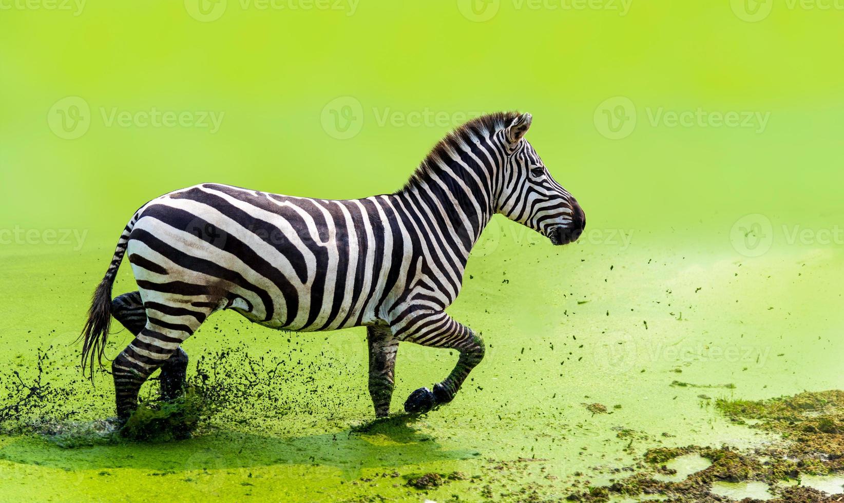 la cebra corría graciosamente corriendo en el agua verde foto