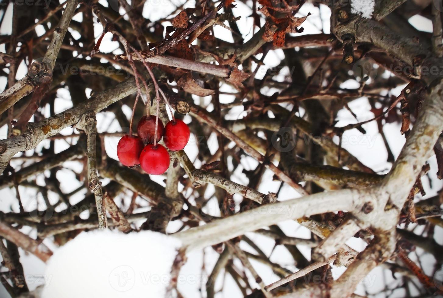 Bayas rojas colgando de un seto sin hojas en invierno foto