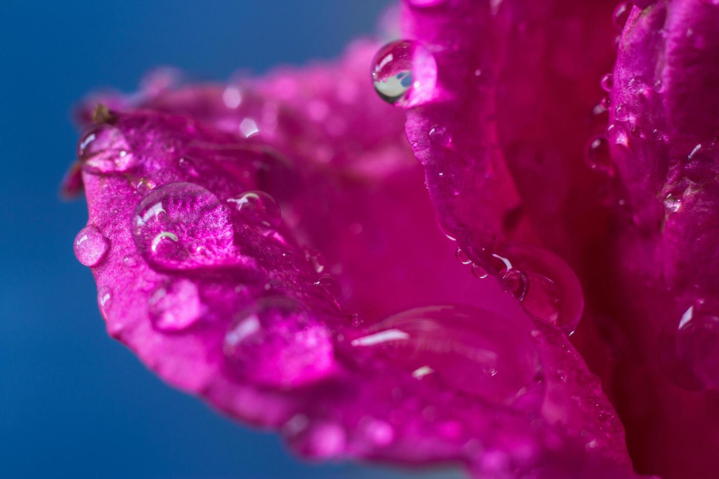 Water droplets on pink rose petals photo