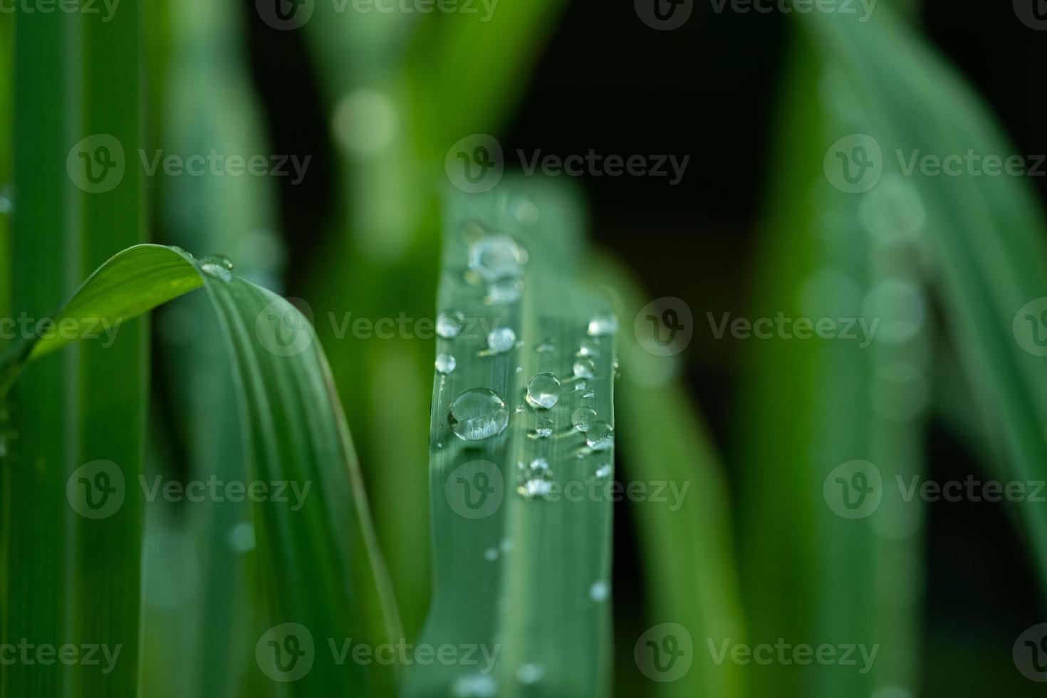 agua sobre fondo de licencia, naturaleza de hoja verde foto